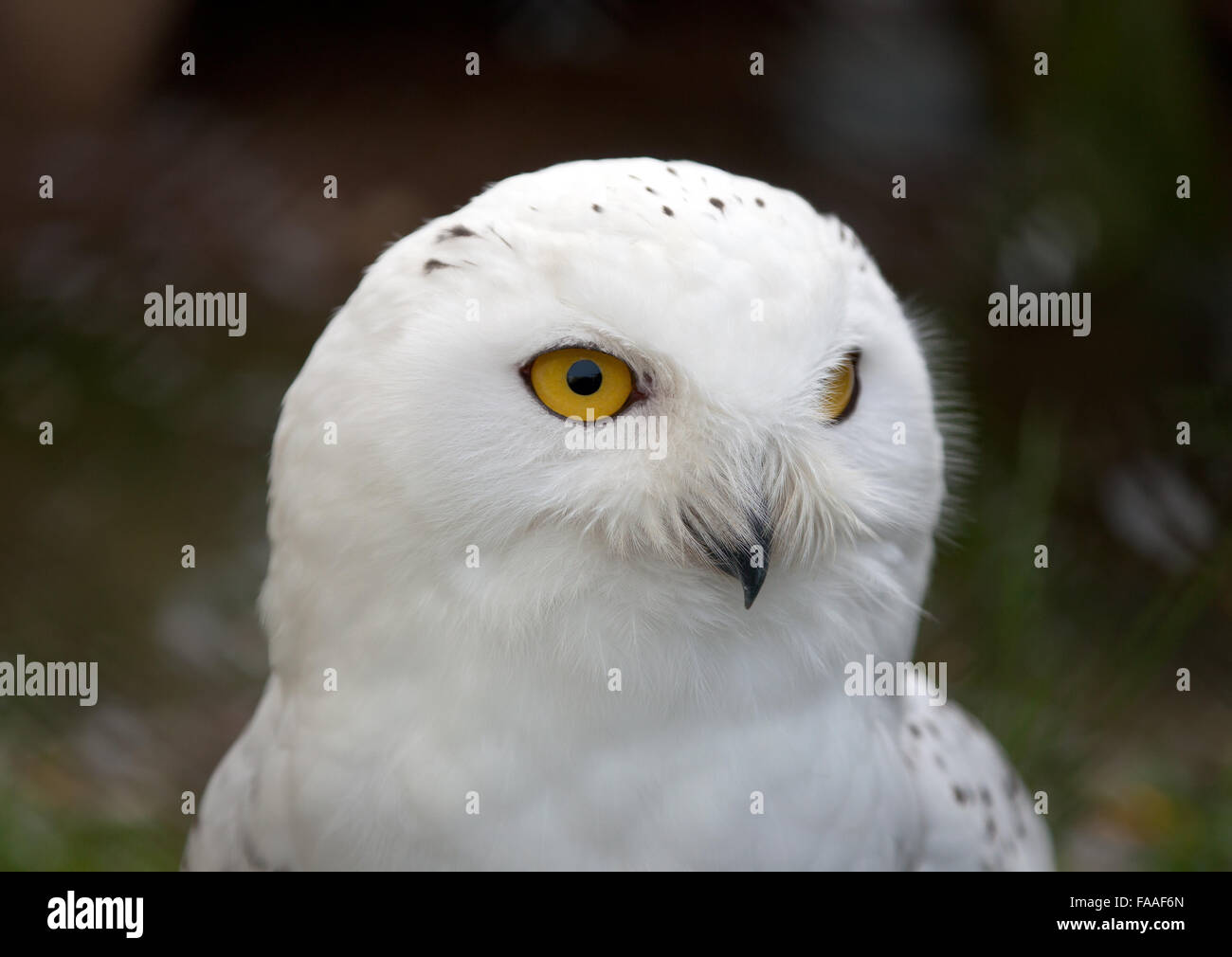 Head of white Snowy Owl (Nyctea scandiaca Stock Photo - Alamy