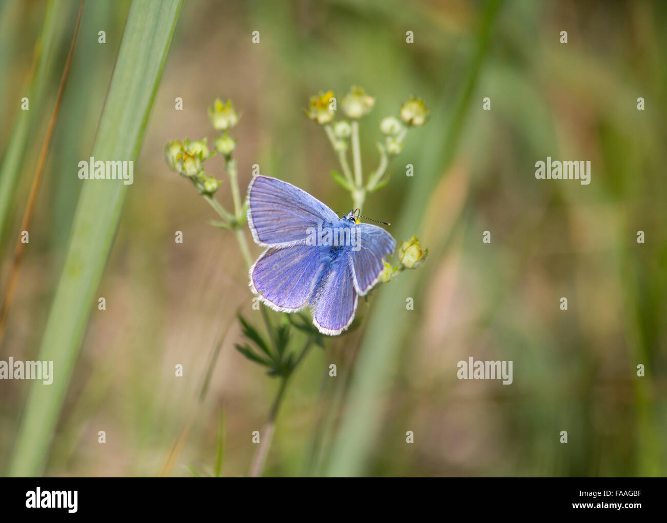 Short-tailed blue (Cupido argiades) butterfly Stock Photo