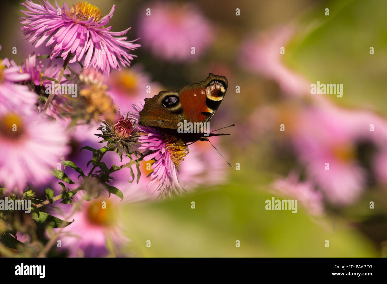 European Peacock butterfly on a flower Stock Photo - Alamy