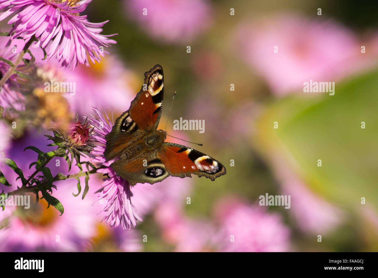 European Peacock butterfly on a flower Stock Photo - Alamy