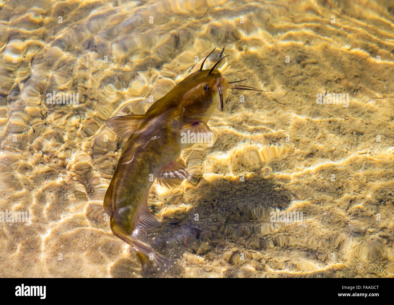 Brown Bullhead Catfish in a water Stock Photo - Alamy
