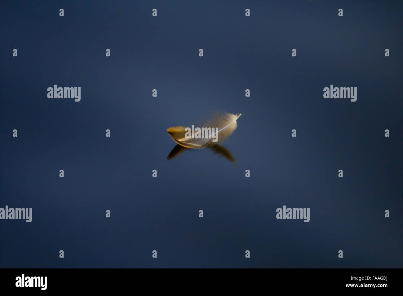 Calm Feather High Resolution Stock Photography and Images - Alamy