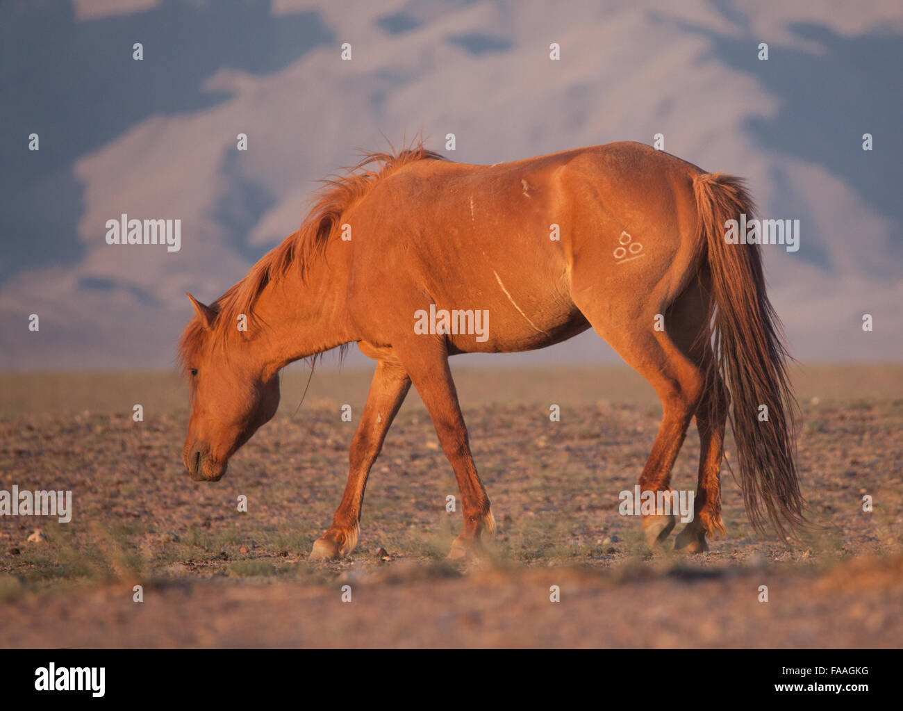 Herd of horses in the mongolian prairie Stock Photo - Alamy