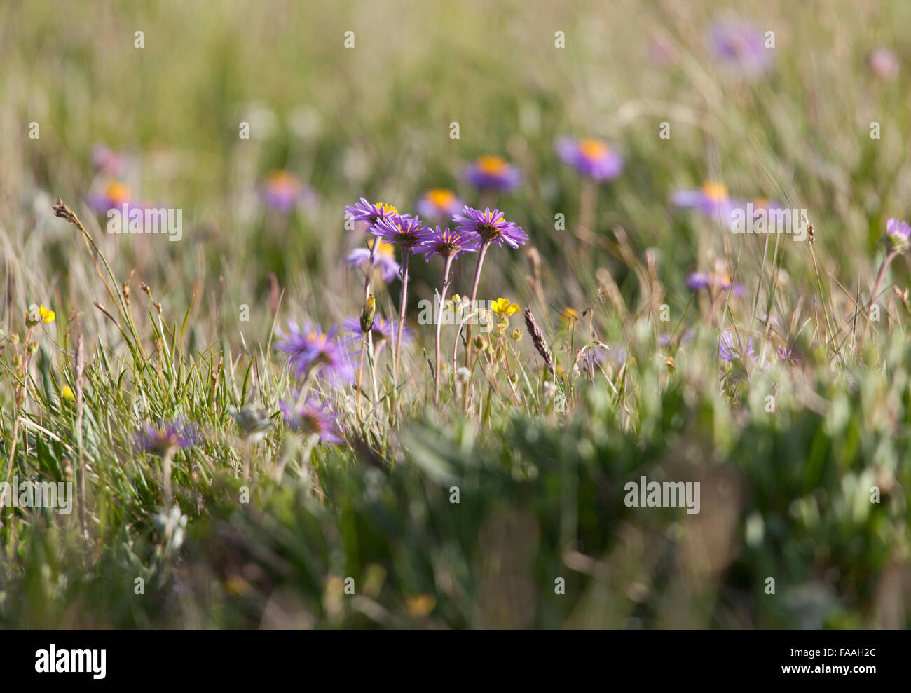 Alpine Aster - Aster flower alpinus Stock Photo