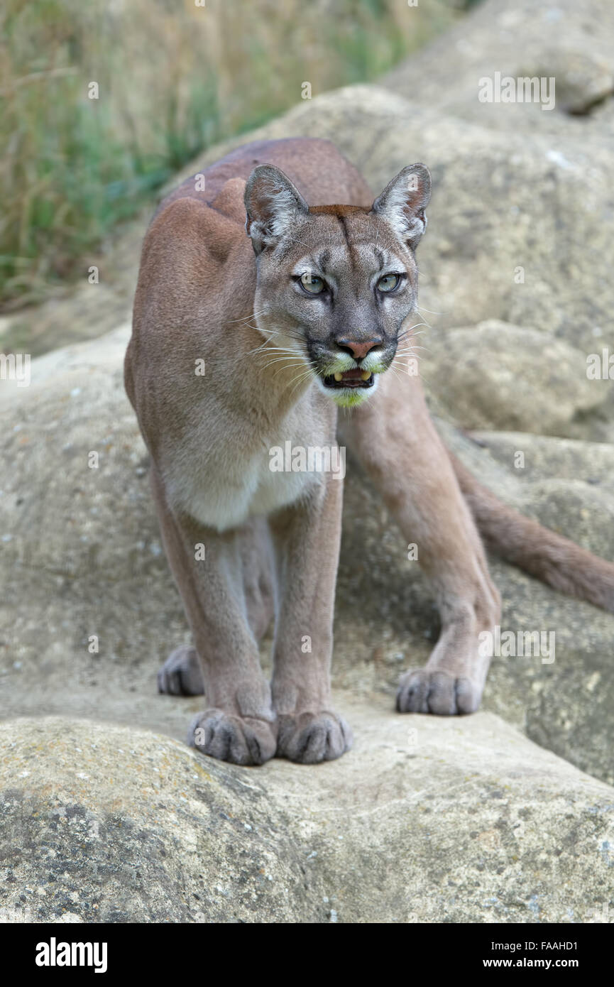 Cougar (Puma Concolor) Stock Photo