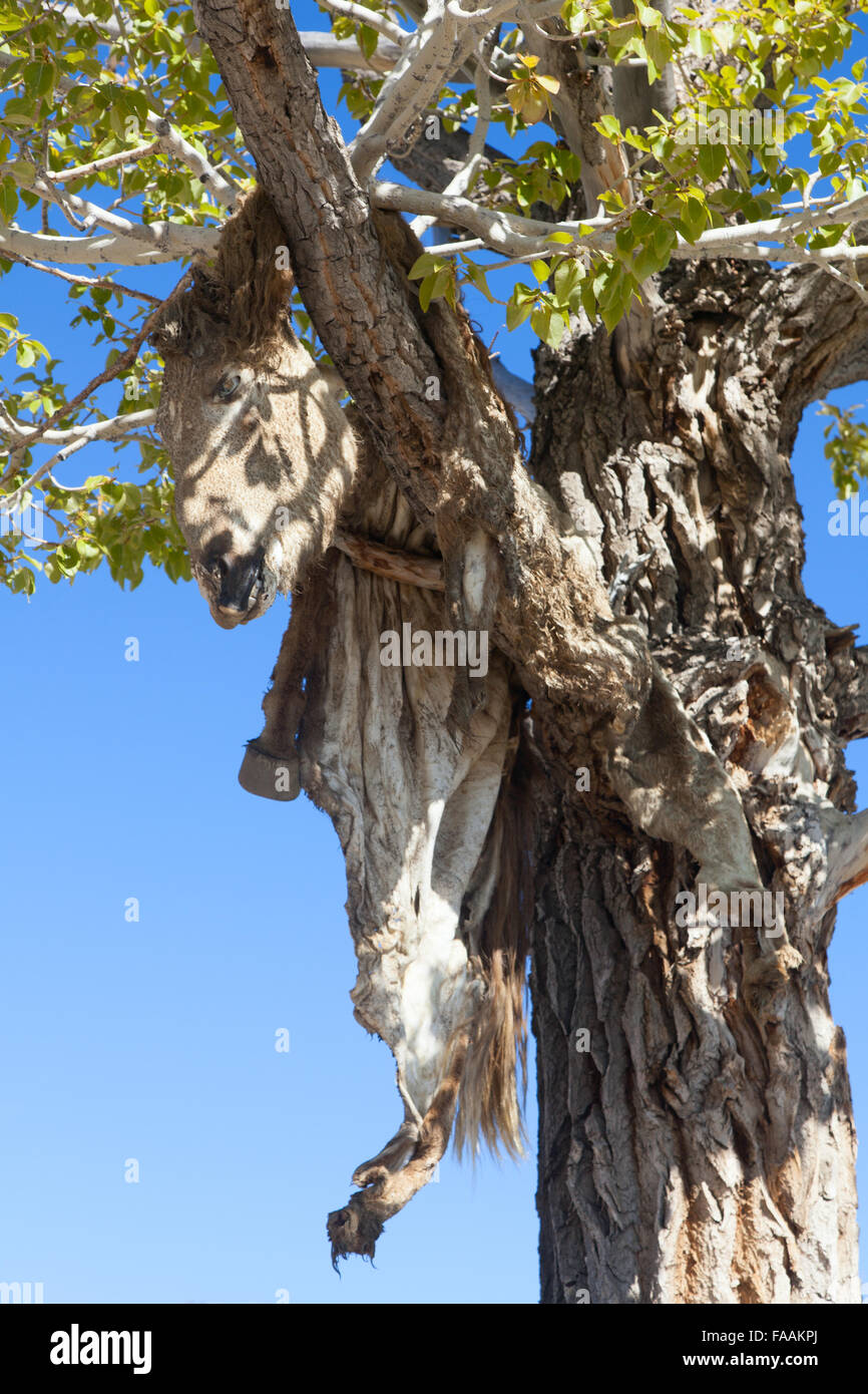 Hide sacrificial horse hanging on the tree Stock Photo Alamy