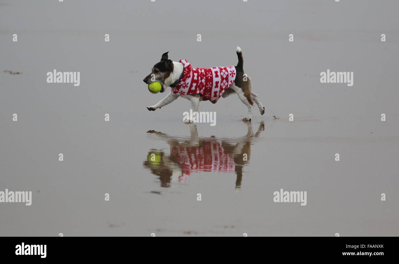 Porthcawl, UK. Friday 25 December 2015  A dog in a Christmas outfit on the beach Re: Hundreds of people in fancy dress, have taken part in this year's Christmas Swim in Porthcawl, south Wales. Credit:  D Legakis/Alamy Live News Stock Photo
