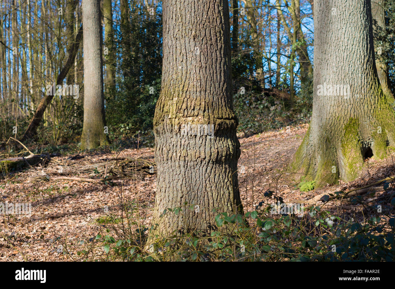 oak tree with trunk misshapen by barbed wire Stock Photo