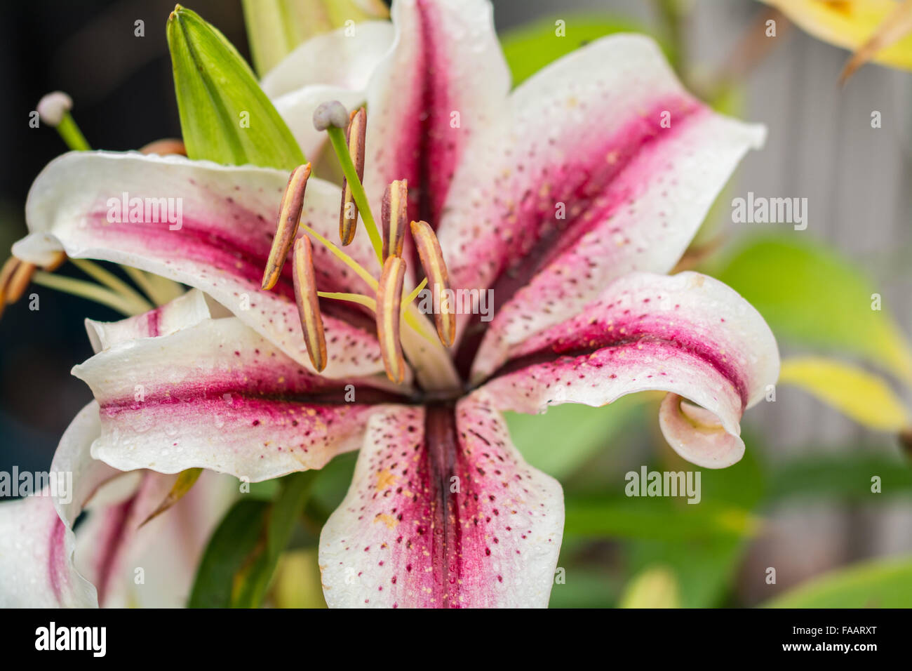 Mousehole, Cornwall, UK. 25th December 2015. Flowers that you would normally expect to see in bloom in Summer and Autumn are still in bloom outdoors, and throwing new buds in the mild weather. seen here a Lily Credit:  Kernow Plant Pics/Alamy Live News Stock Photo