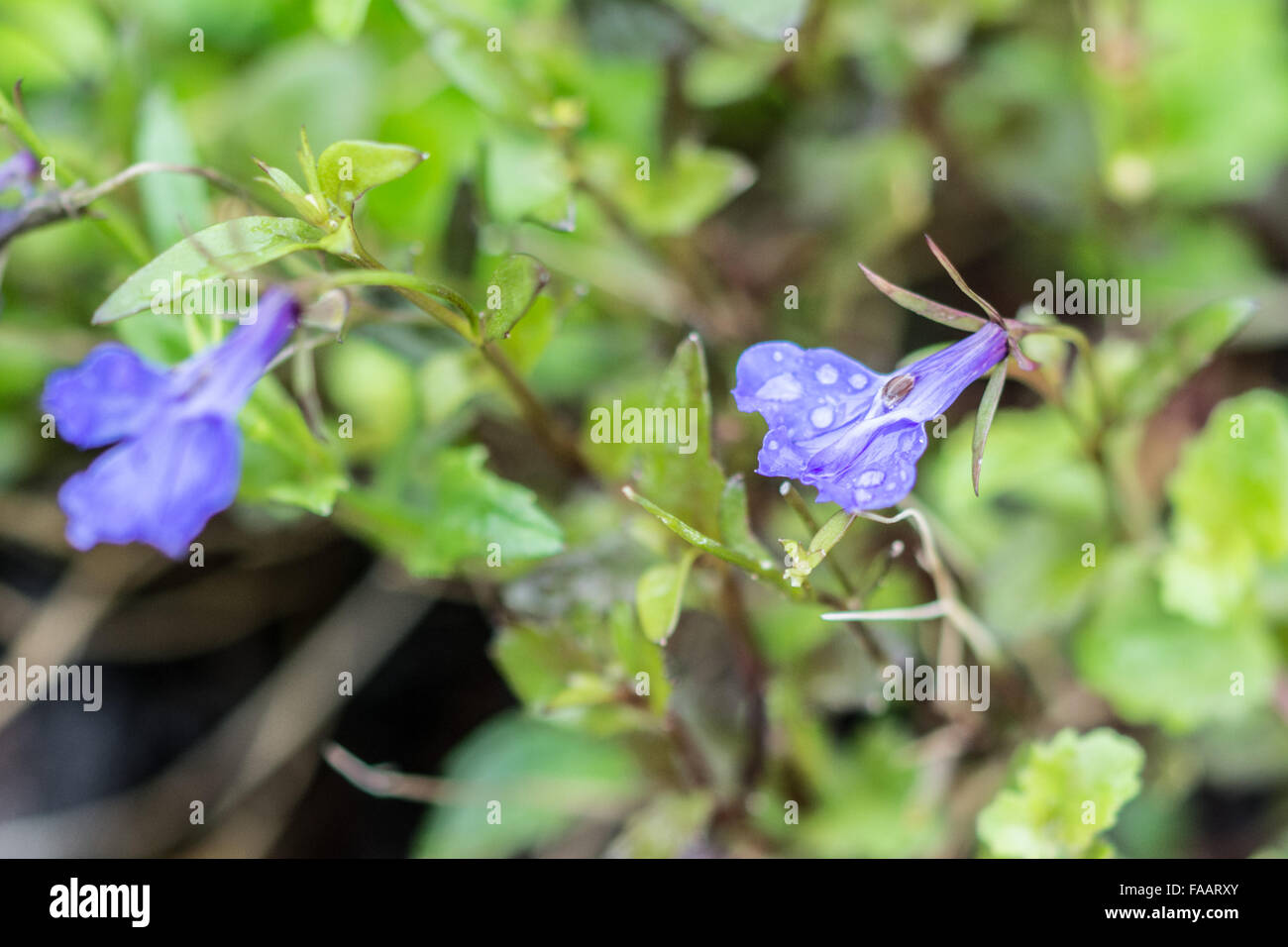 Mousehole, Cornwall, UK. 25th December 2015. Flowers that you would normally expect to see in bloom in Summer and Autumn are still in bloom outdoors, and throwing new buds in the mild weather. seen here a Lobelia Credit:  Kernow Plant Pics/Alamy Live News Stock Photo