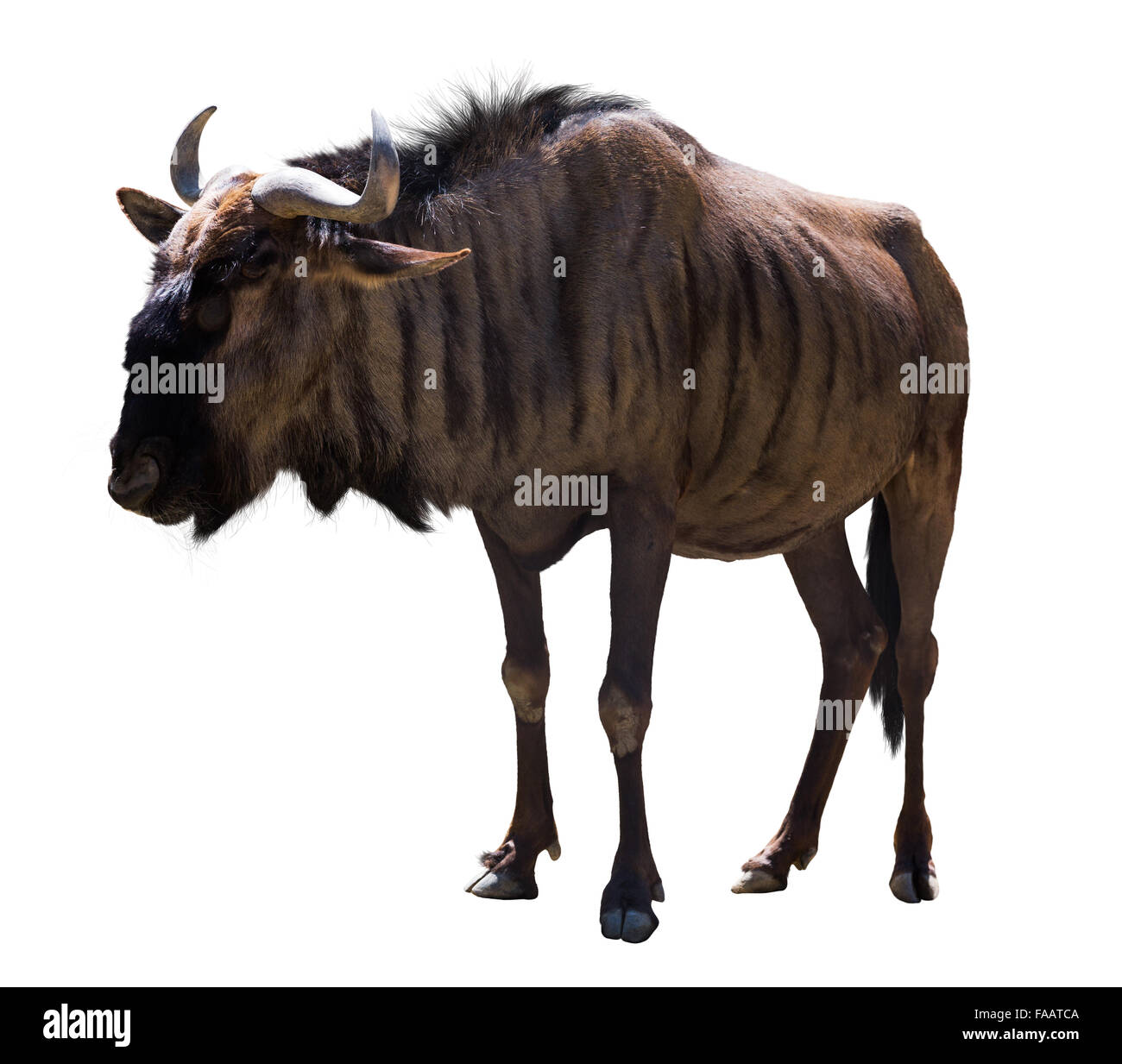 Male blue wildebeest. Isolated over white background Stock Photo