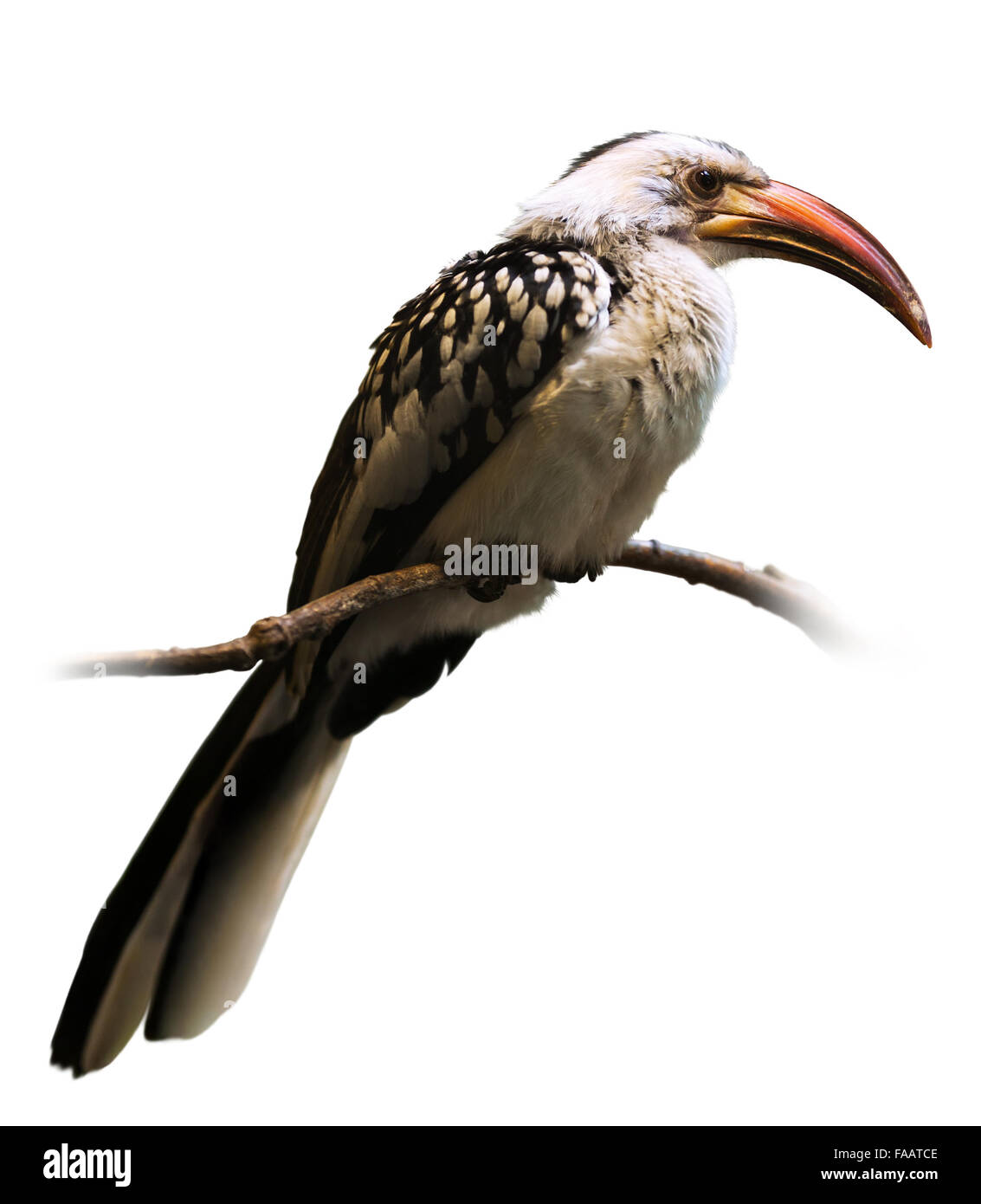 Adult red-billed hornbill  over white Stock Photo