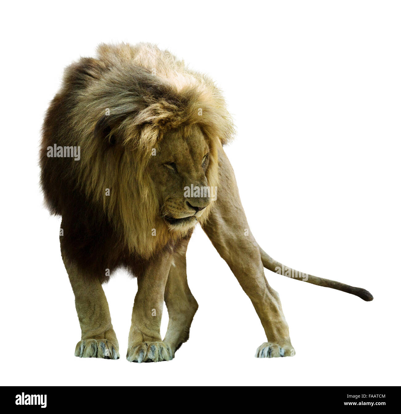 My Image 43