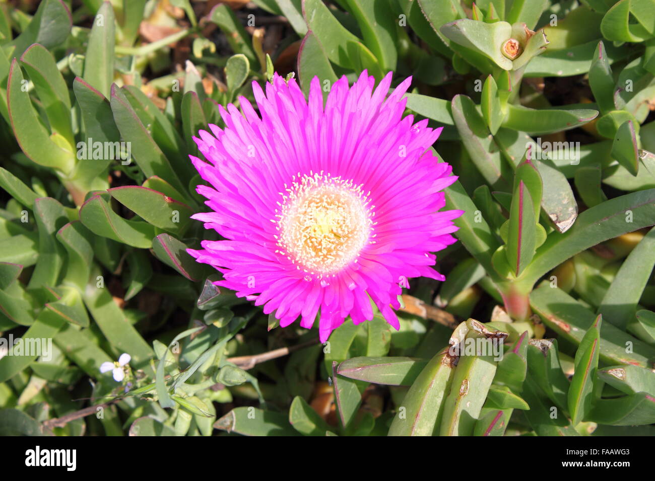 Closeup view of a pink daisy Stock Photo