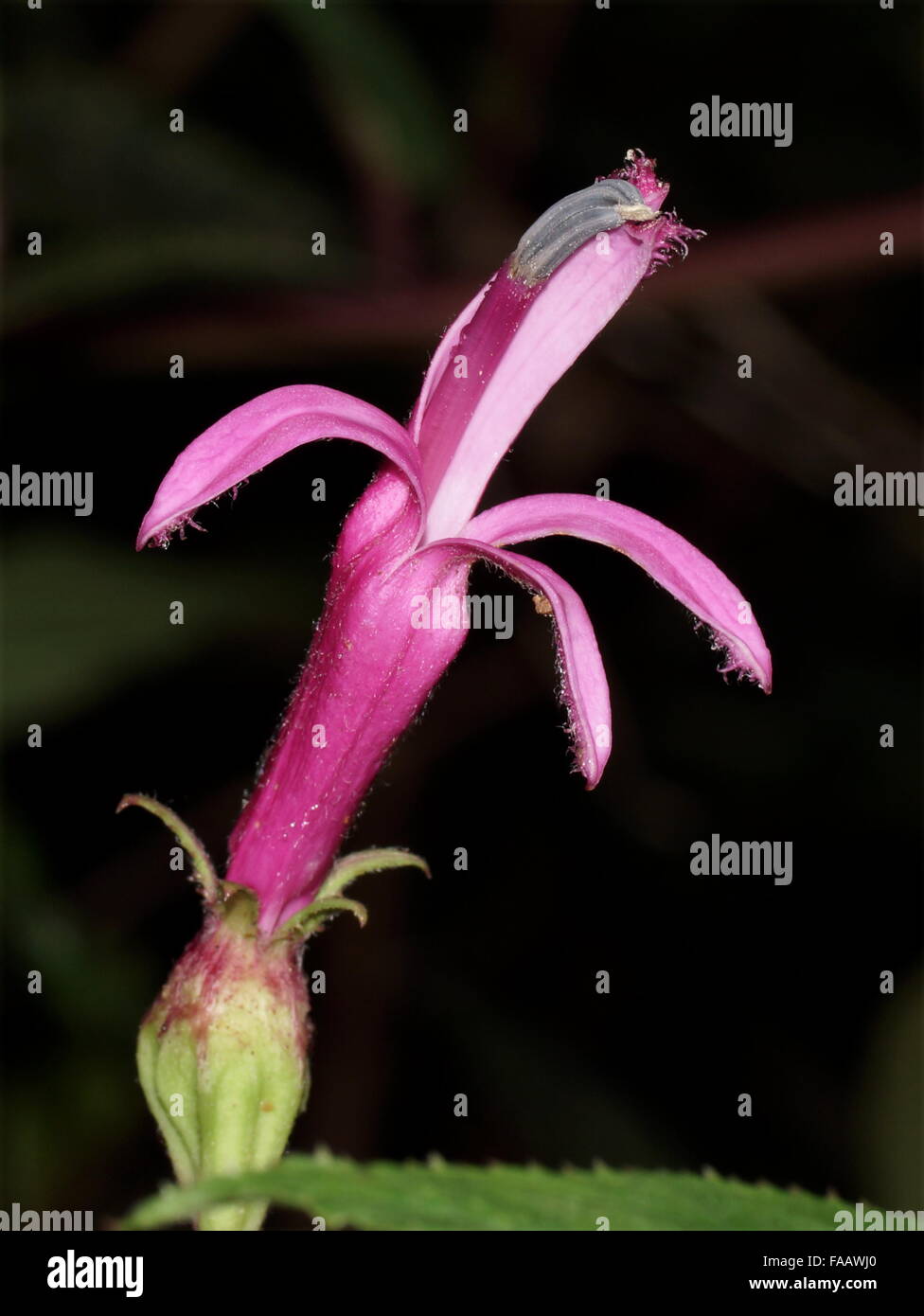 Pink flower Centropogon close up. Costa Rica, Alajuela Province, Central Cordillera, Poas Volcano National Park Stock Photo