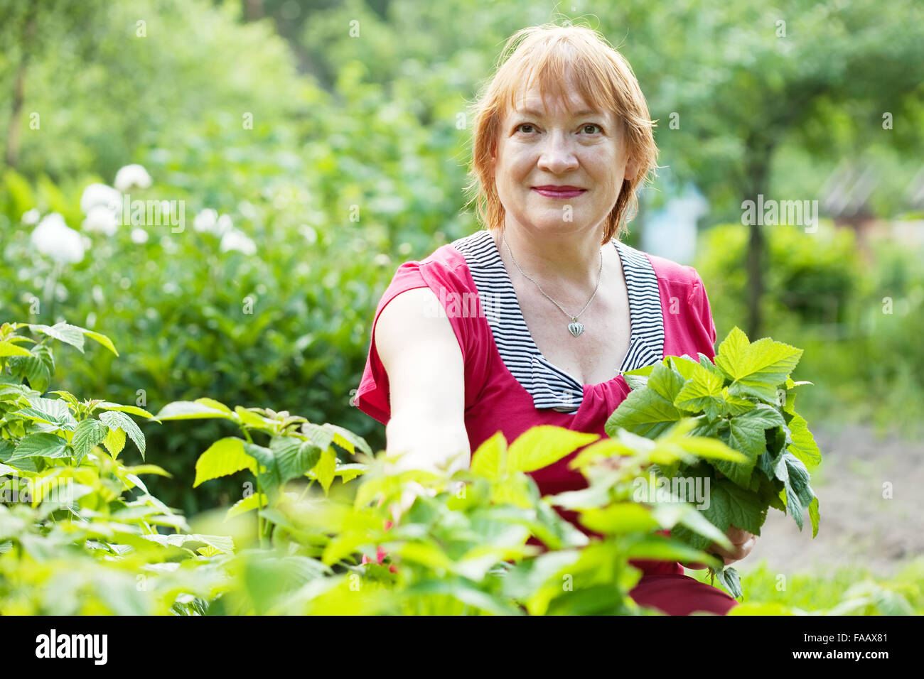 Mature woman gathers raspberry leaves in spring garden Stock Photo - Alamy