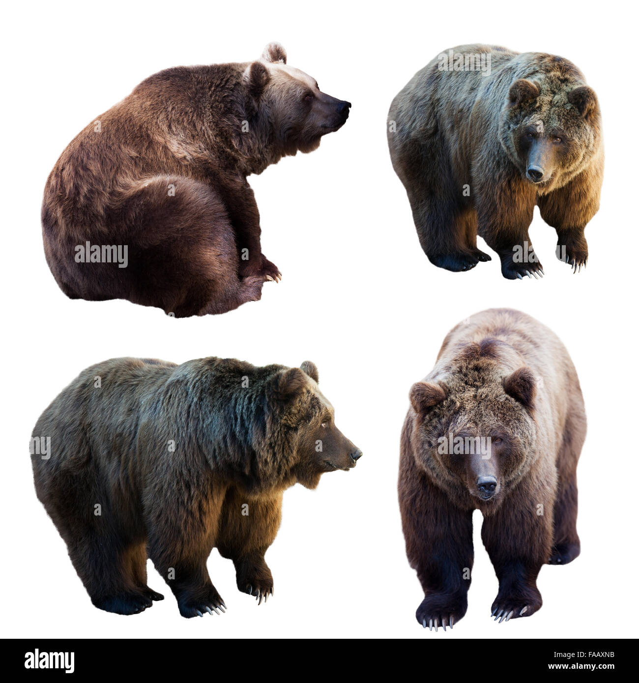 Берлинский зоопарк. Медведь на черном фоне. Второй комплект медведей. Bear over. Грозный бурый медведь.