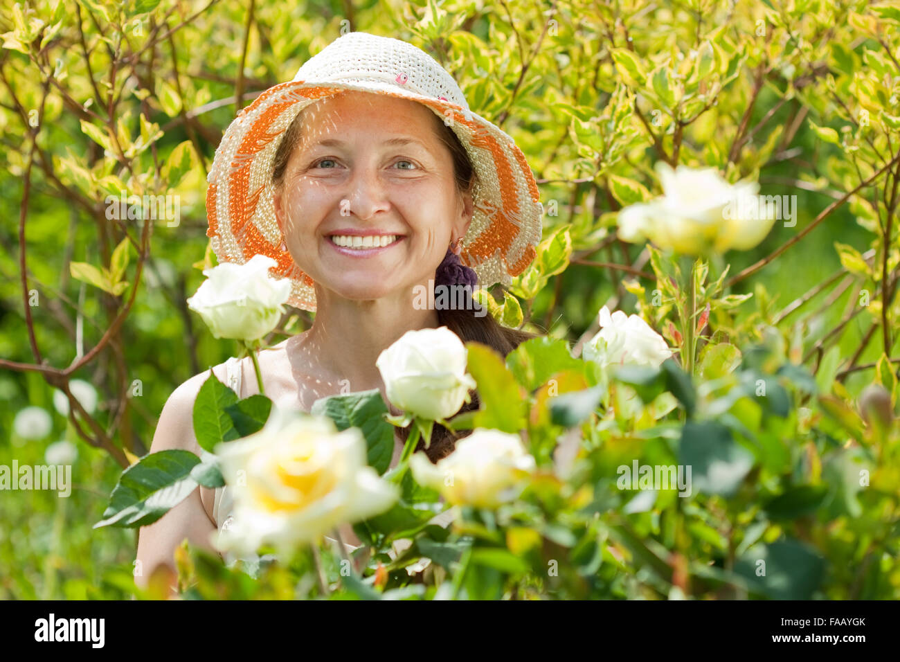 Happy mature woman in yard gardening with roses plant Stock Photo - Alamy