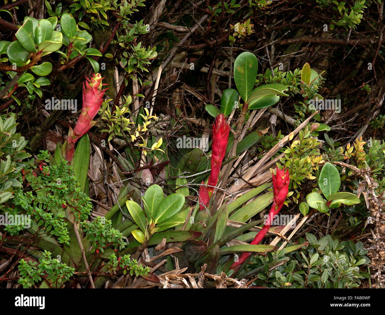Bromeliads Werauhia ororiensis in cloudforest, Poas National Park, Costa Rica Stock Photo