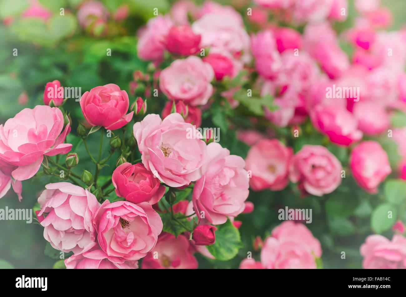 Beautiful rose growing in the garden, vintage retro hipster image Stock ...