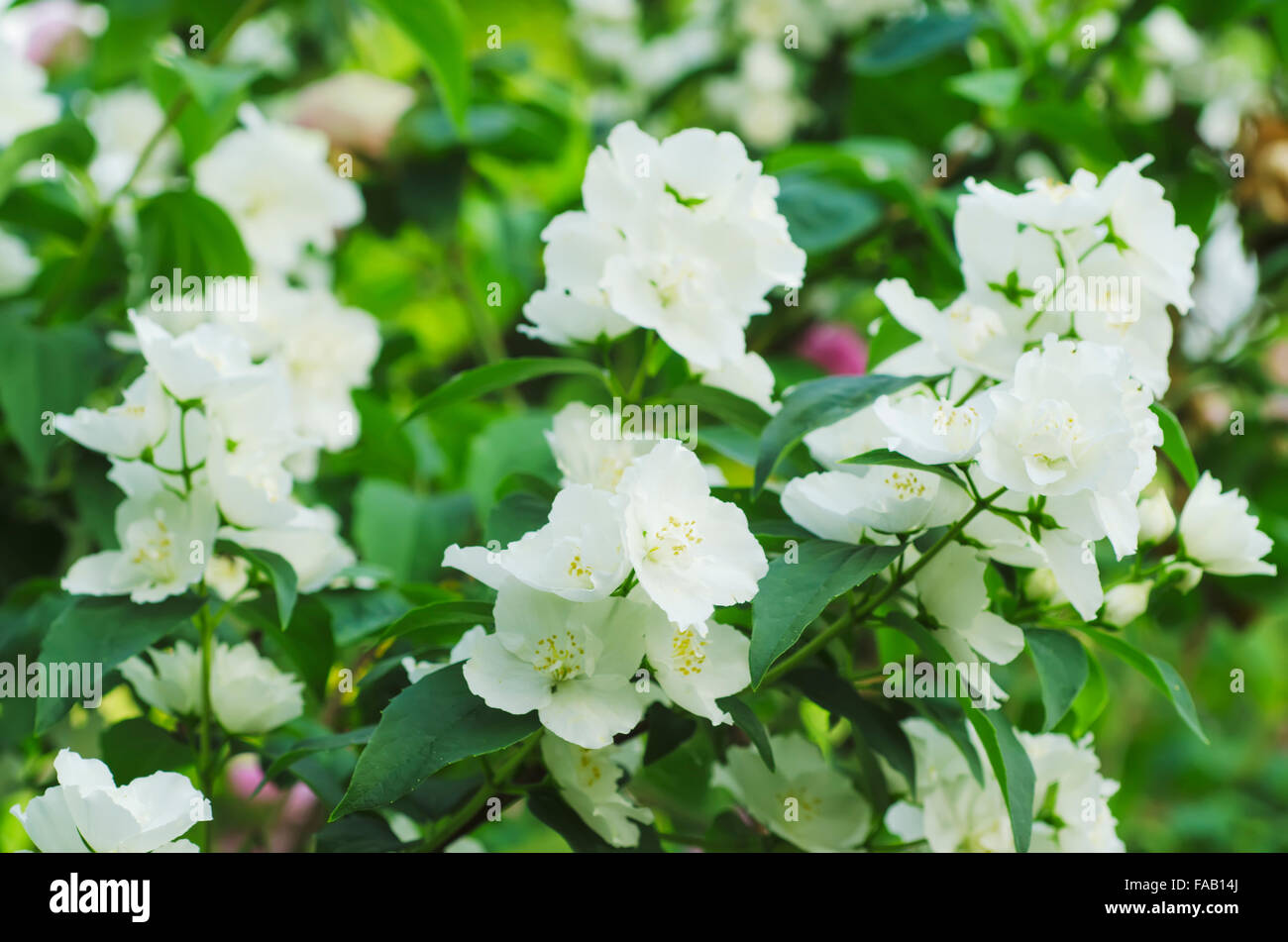 Jasmine flower growing on the bush in garden, natural floral background