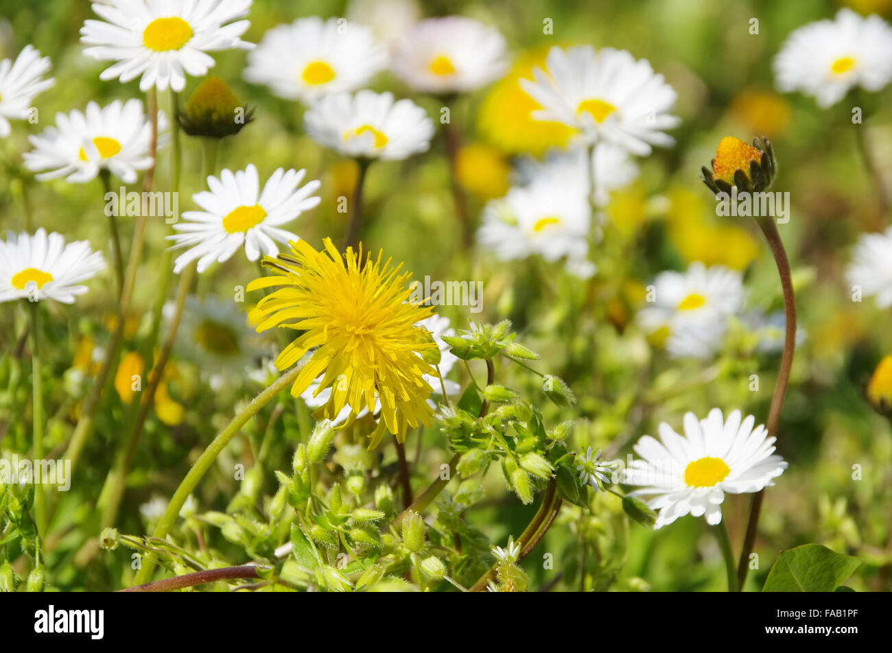 Loewenzahn und Gaensebluemchen - dandelion  and daisy 08 Stock Photo