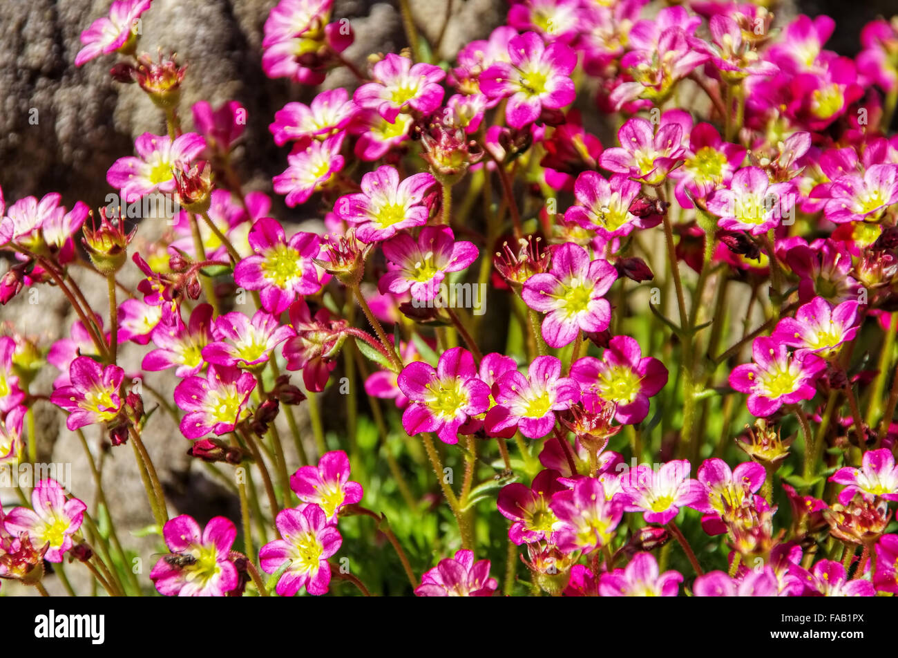 Moos-Steinbrech - mossy saxifrage 01 Stock Photo