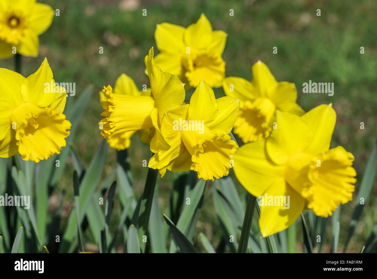 Osterglocke - daffodil 25 Stock Photo