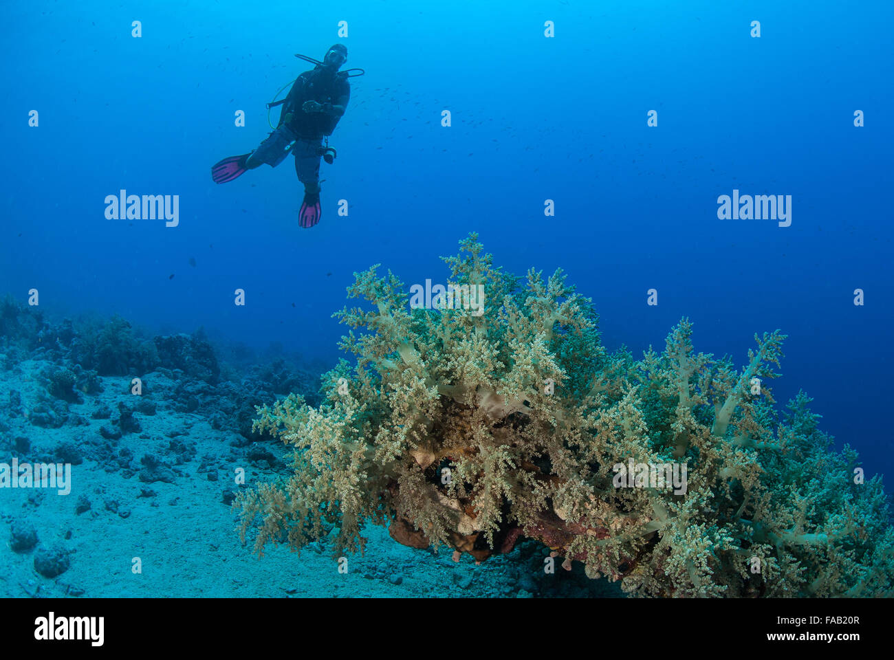 Litophyton arboreum (Broccoli coral),  Nephtheidae, Sharm el Sheikh, Red Sea, Egypt Stock Photo