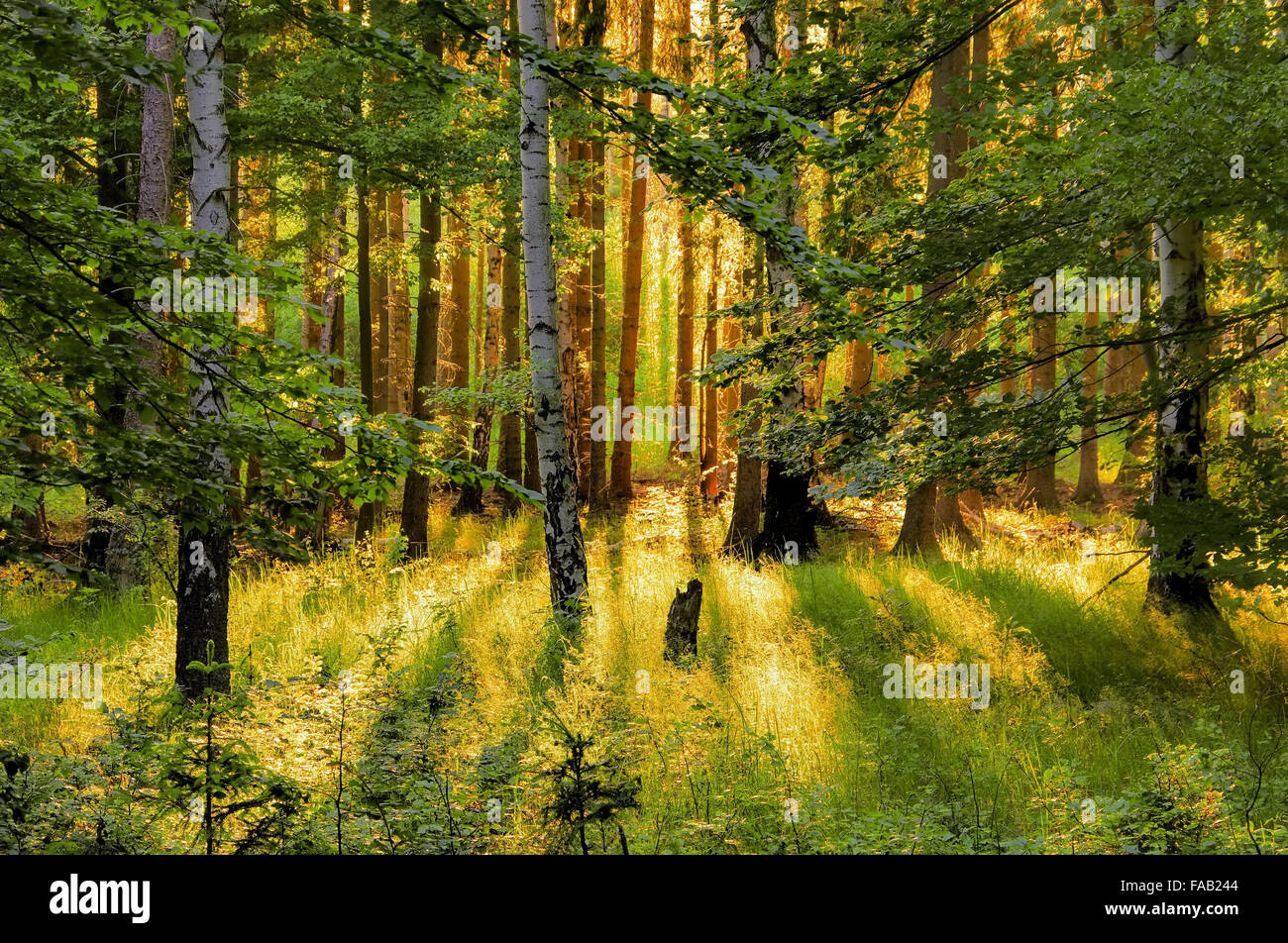 Wald mit Sonnenstrahlen - forest and sunrays 01 Stock Photo