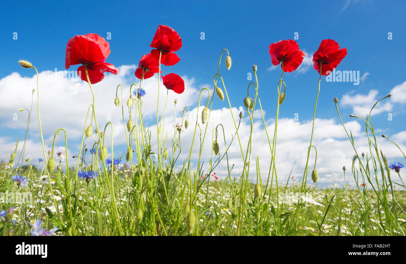 Meadow with a poppies field and blue sky in the background, Poland Stock Photo