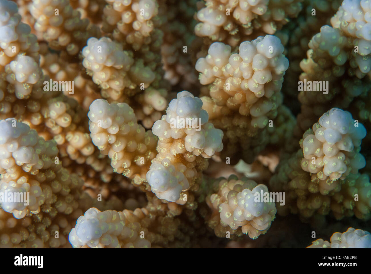 Acropora digitifera, Acroporidae, Sharm el Sheikh, Red Sea, Egypt Stock Photo