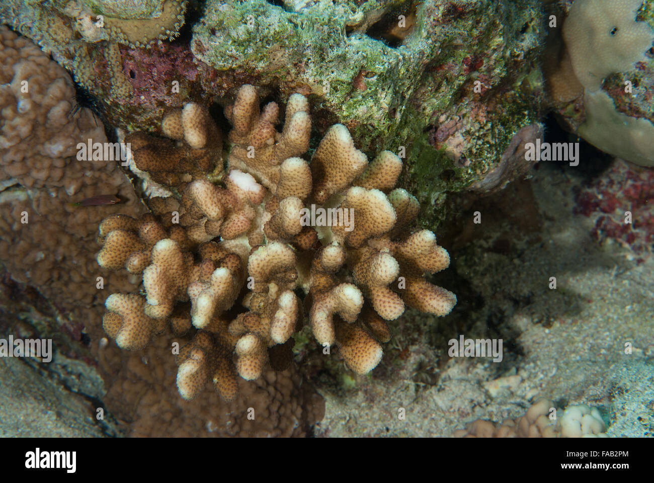Antler Coral, Pocillopora eydouxi, Pocilloporidae Sharm el Sheikh, Red Sea, Egypt, Stock Photo
