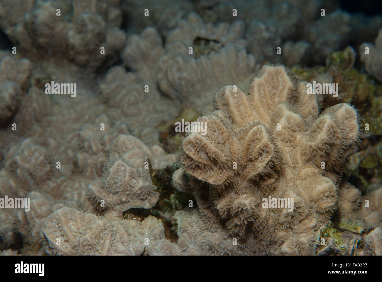 Elephant skin coral hi-res stock photography and images - Alamy