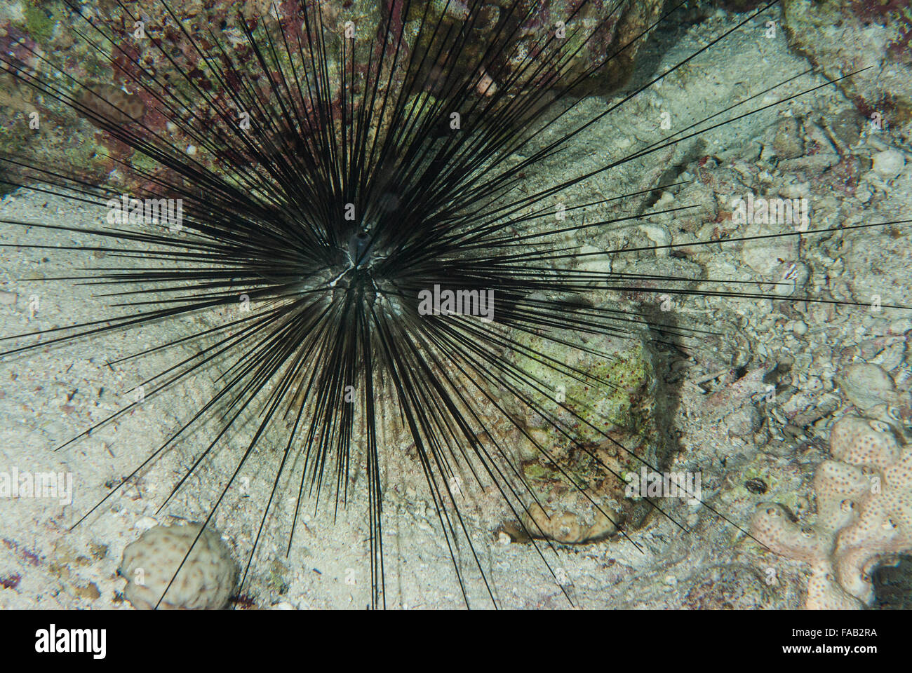 Long-spined sea urchin, Diadema paucispinum, Diadematidae., Sharm el Sheikh, Red Sea, Egypt Stock Photo