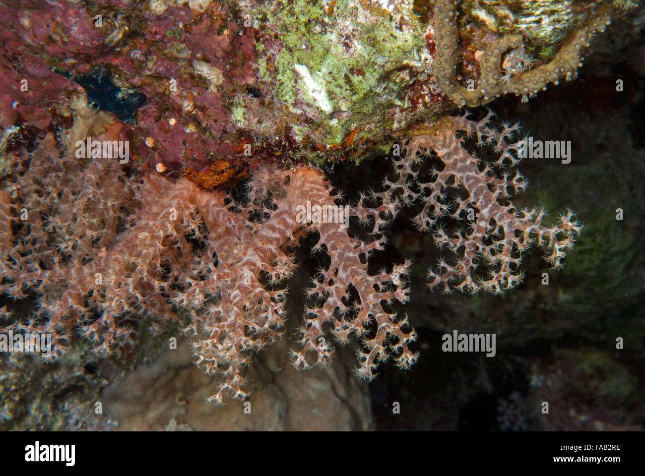 Flower Tree Coral, Scleronephtya sp., Alcyonacea, Nephteidae, Sharm el Sheikh, Red Sea, Egypt Stock Photo