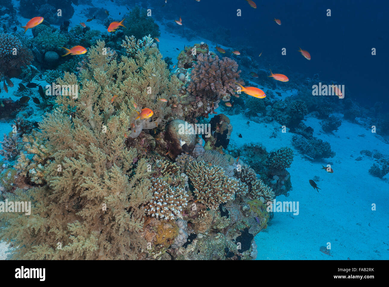Litophyton arboreum (Broccoli coral), Nephtheidae, Sharm el Sheikh, Red Sea, Egypt Stock Photo