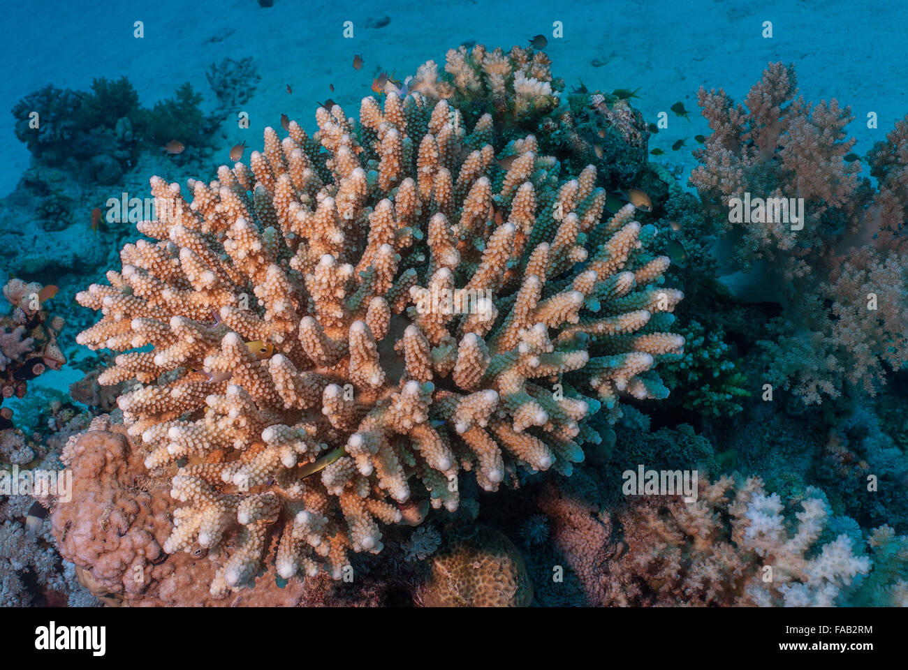 Acropora gemmifera, Acroporidae, Sharm el Sheikh, Red Sea, Egypt Stock Photo