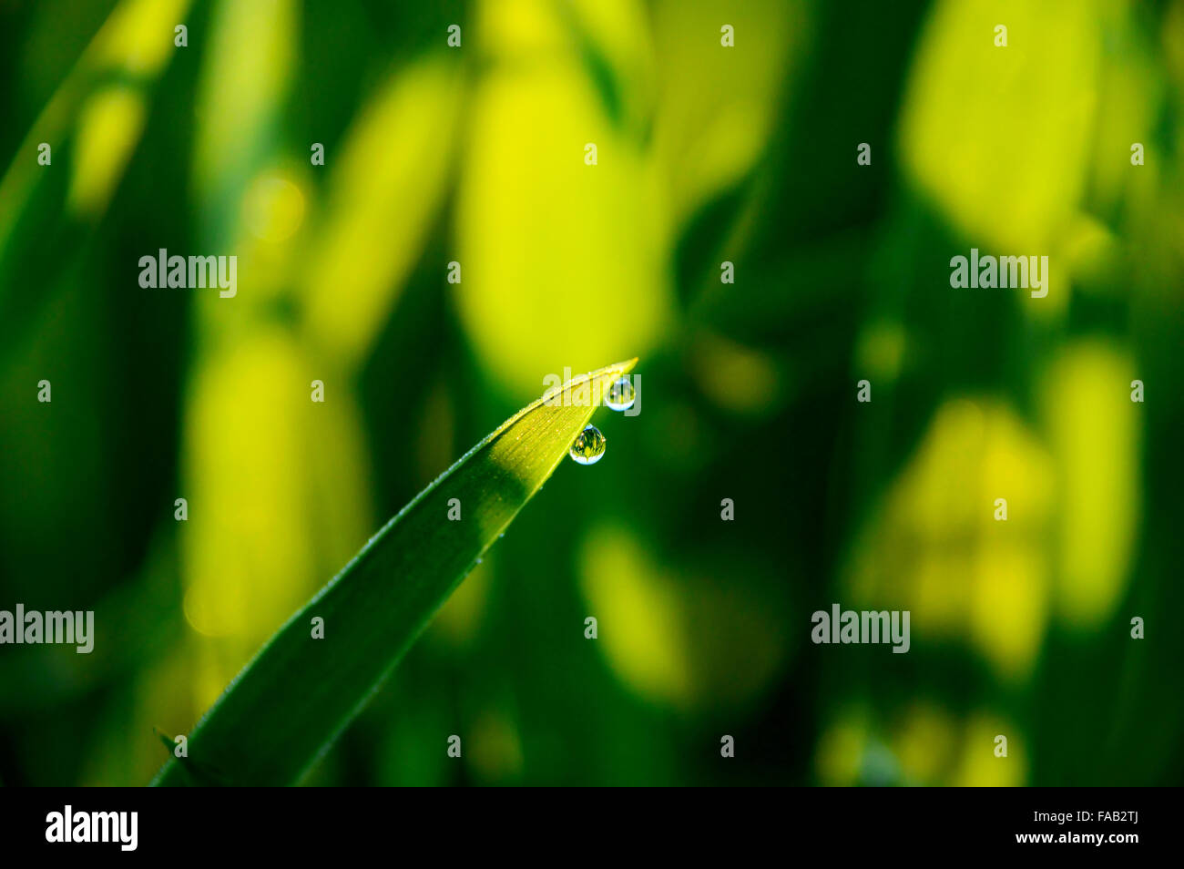 Waterdrops on a blade of grass Stock Photo
