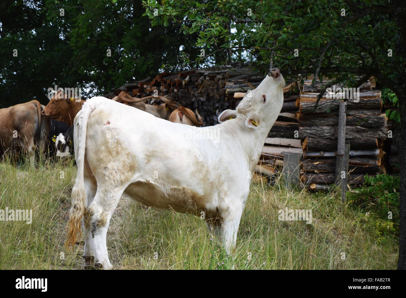 White cow eating leaves from a tree Stock Photo Alamy