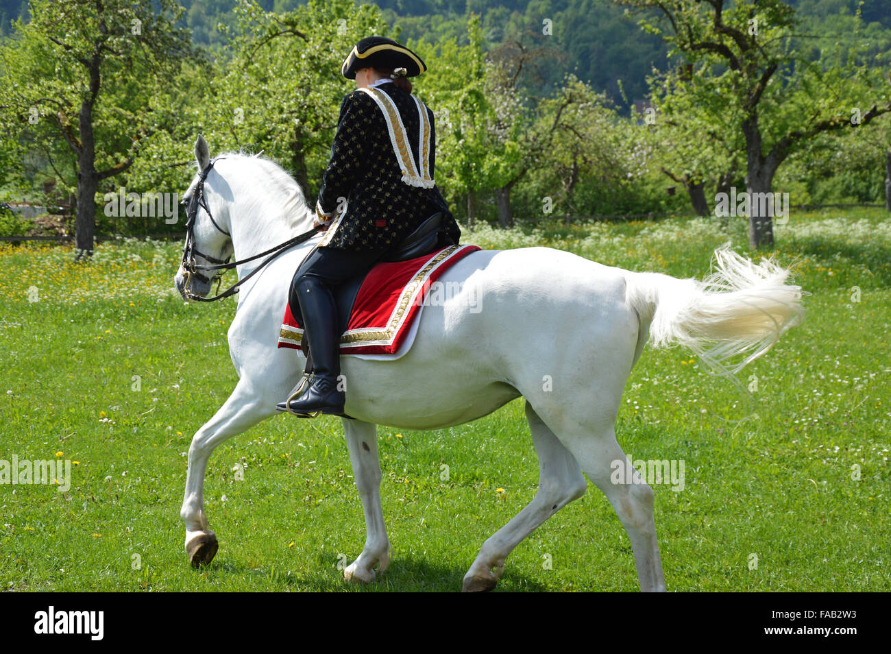 Women riding Andalusian horse Stock Photo