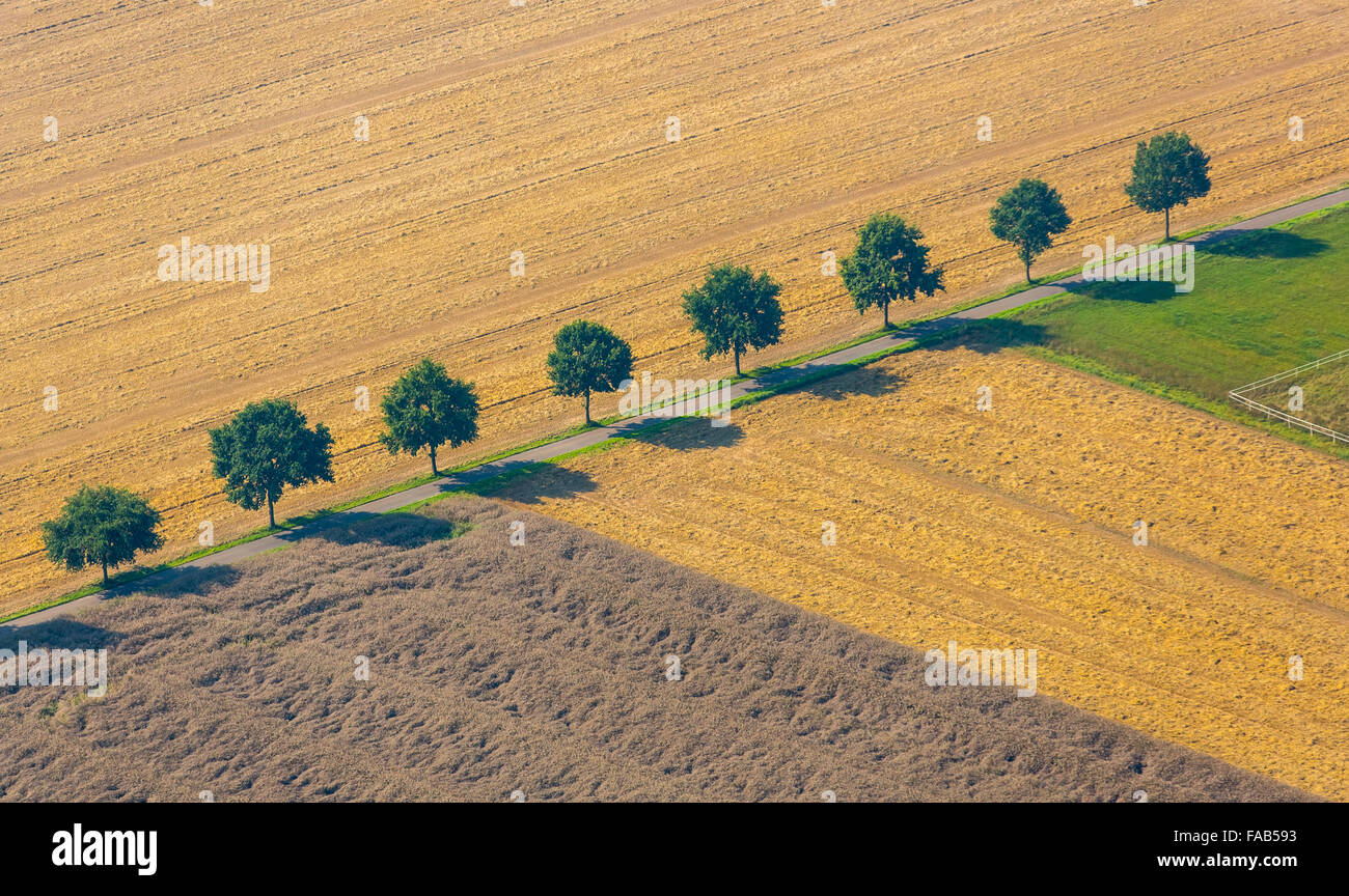 Aerial view, deciduous trees and on an alley in Kirchlengern, tree-lined avenue with tree shadows between fields, Kirchlengern, Stock Photo