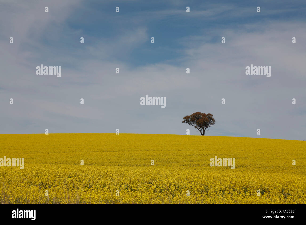 Single remaining tree from original landscape in a field of yellow ...