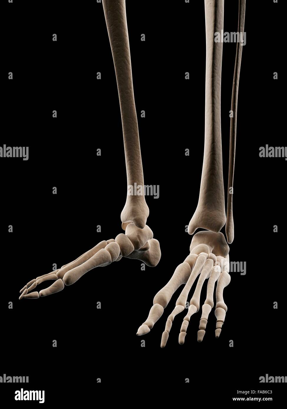 Human foot bones, computer illustration. Stock Photo