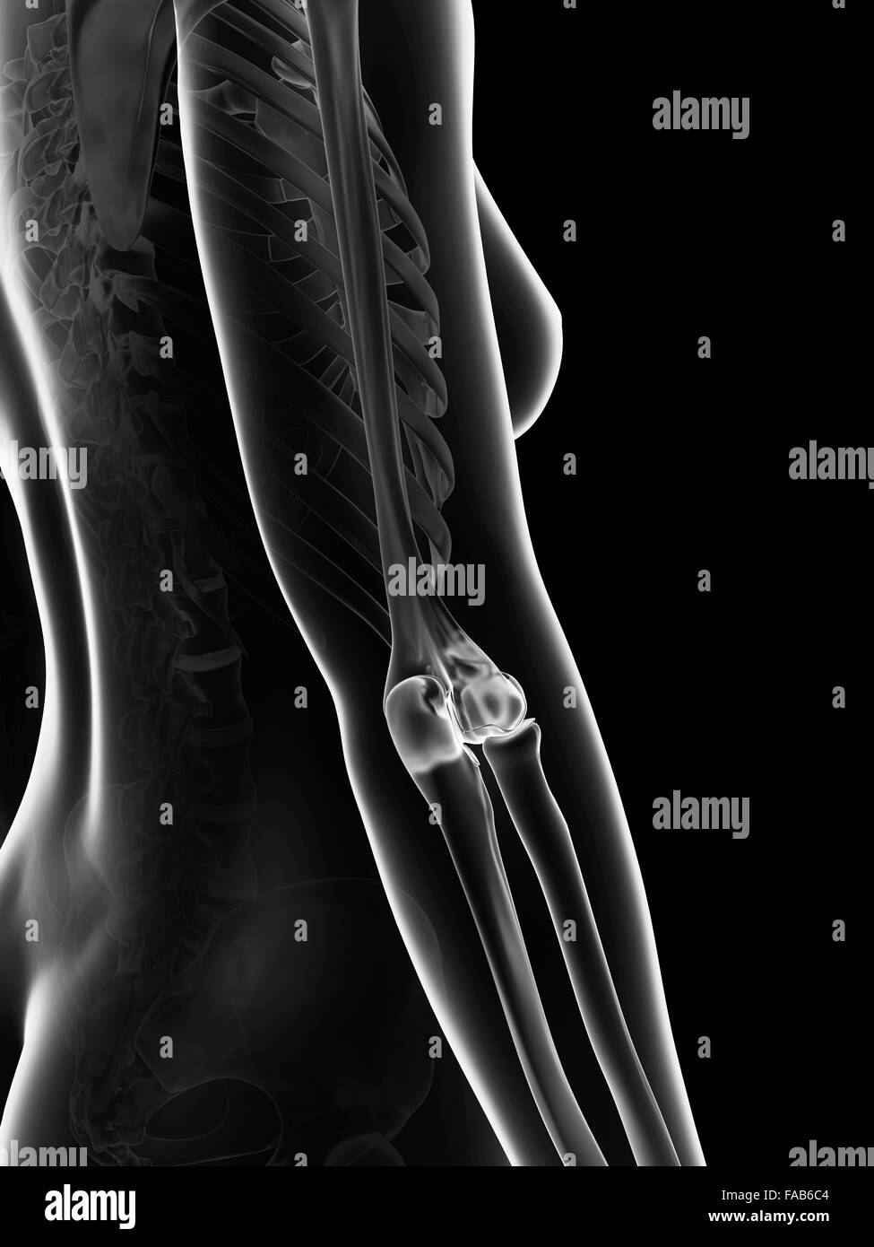 Elbow joint anatomy Black and White Stock Photos & Images - Alamy