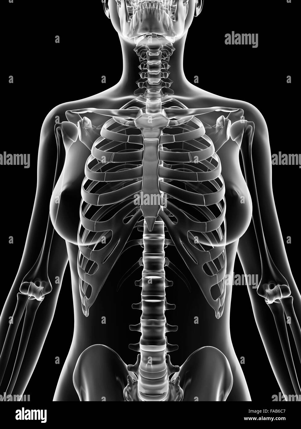Female skeletal structure hi-res stock photography and images - Alamy