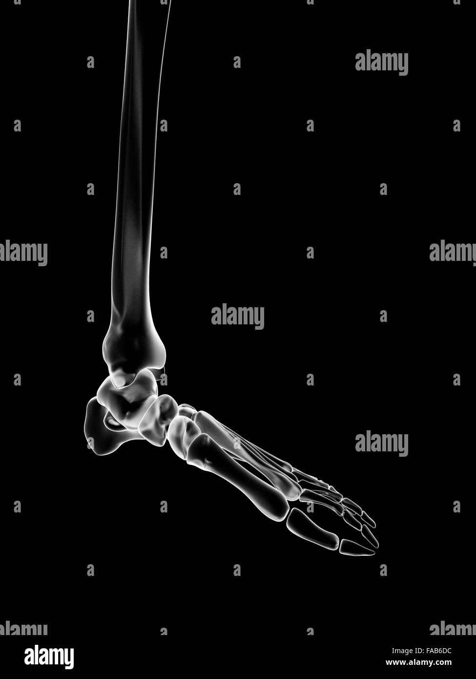 Human foot bones, computer illustration. Stock Photo