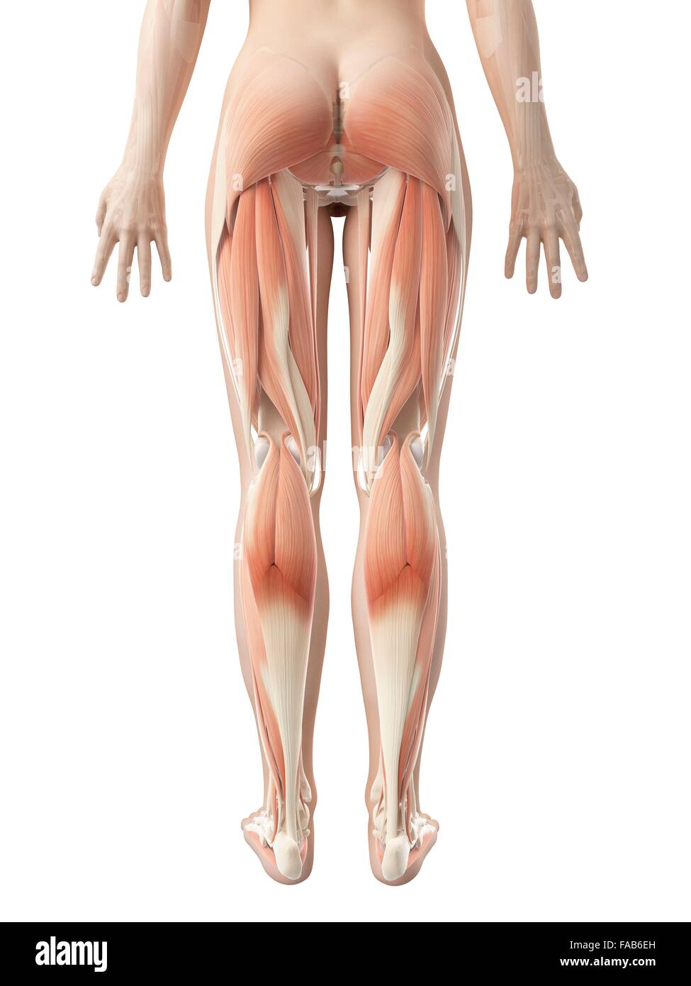 Muscular system of the legs, computer illustration. Stock Photo