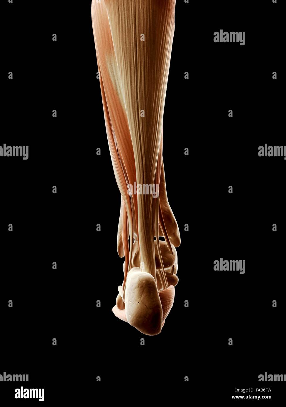 Human lower leg and foot muscles, computer illustration. Stock Photo