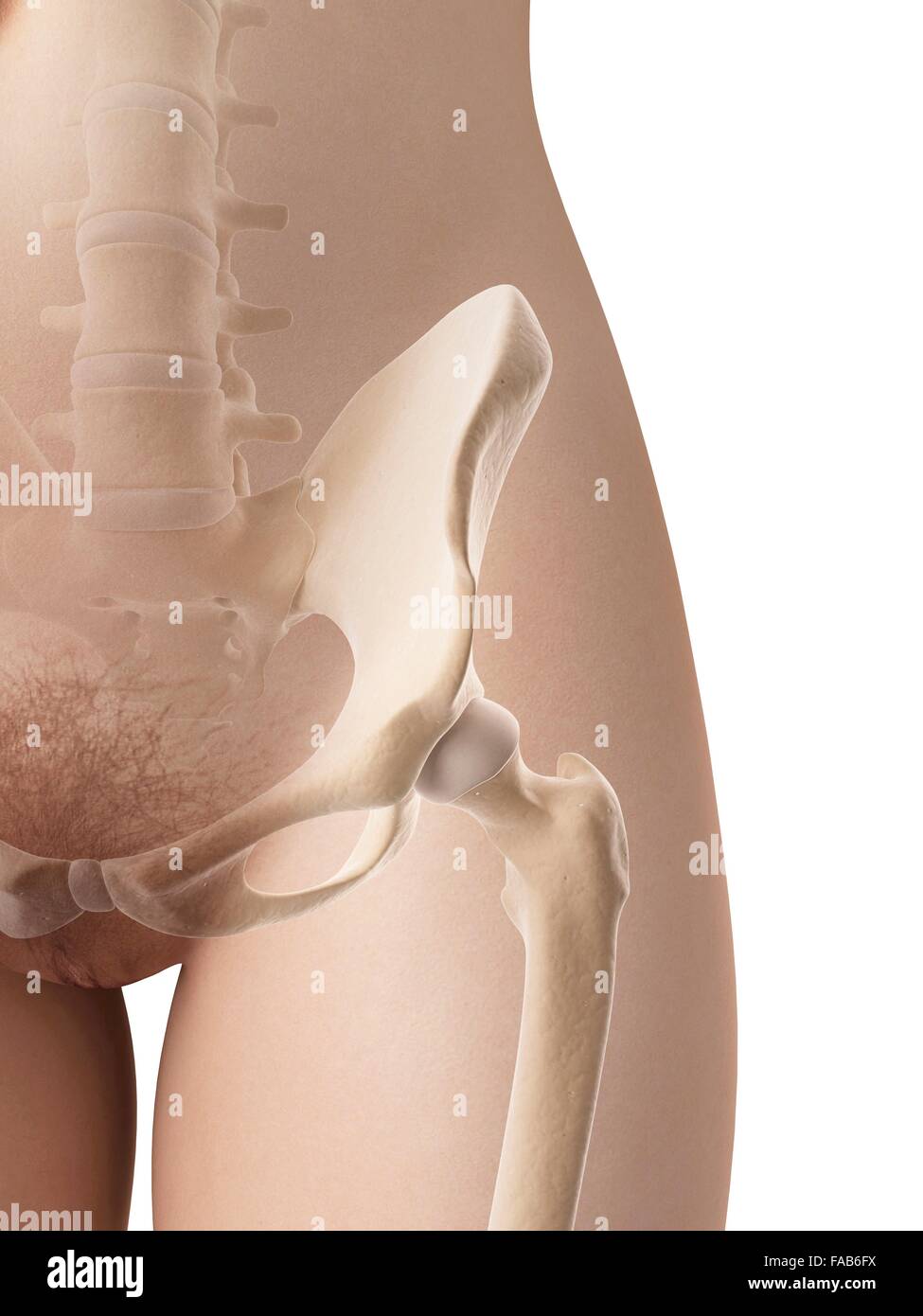 Female hip bone, computer illustration. Stock Photo
